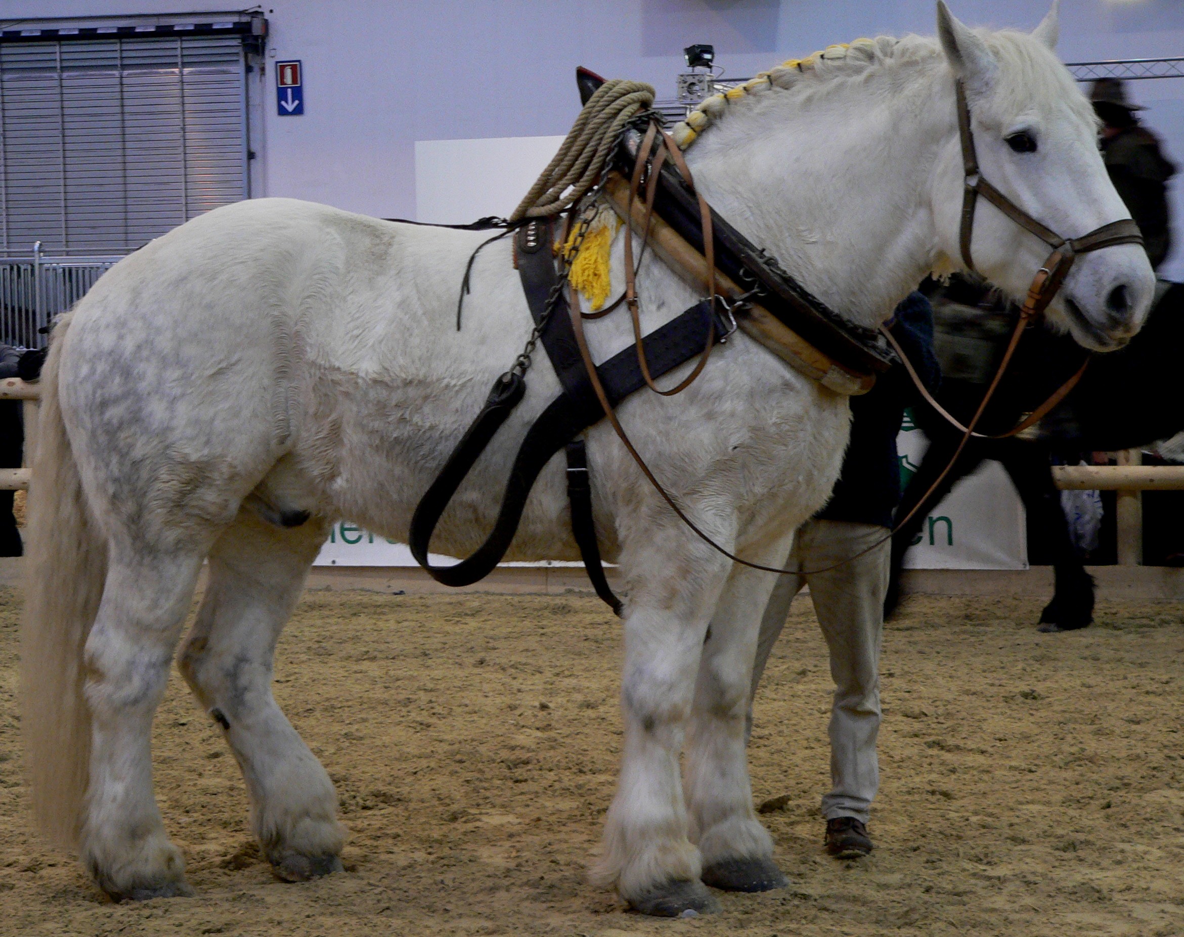 percheron.jpg