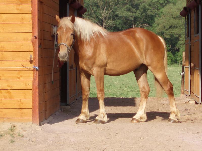 belgicki konko.jpg