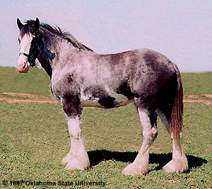 clidesdalski konik.jpg