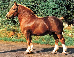 Obrázok